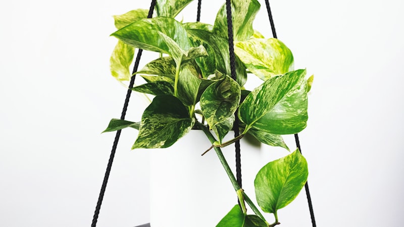 西班牙国家德比皇家马德里与巴塞罗那球员争抢球权瞬间